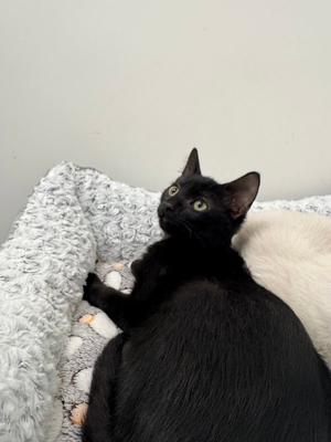 A black cat sitting in a grey, textured pet bed looking upwards.