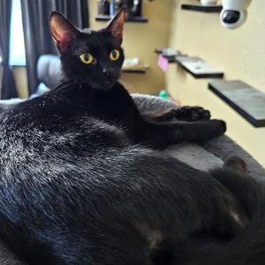Daisy (Gail), young, available for adoption