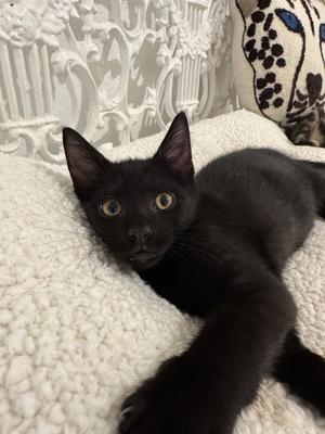 Binx, kitten, available for adoption