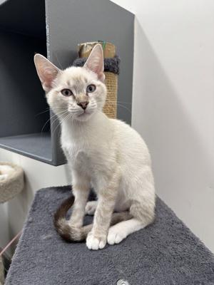 Felipe, kitten, available for adoption