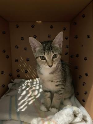 Dinky, kitten, available for adoption