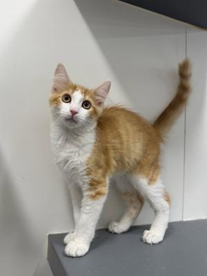 A ginger and white kitten standing on a gray surface, looking up with wide eyes.