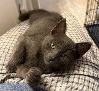 Alfa Romeo, available for adoption