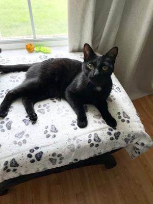 Edgar, young, available for adoption