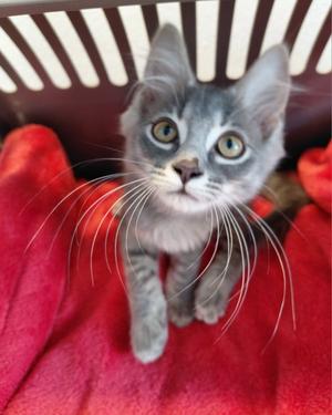 Kooper, available for adoption