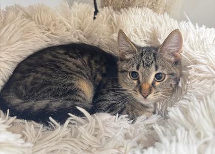 Feather, kitten, available for adoption