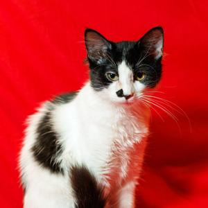 Matilda, kitten, available for adoption