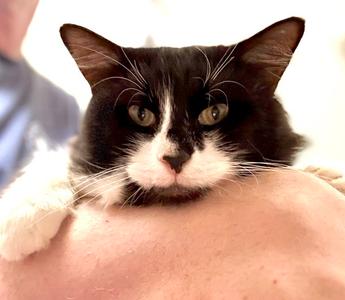 Bob, adult, available for adoption