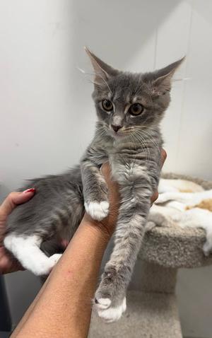 Flower, kitten, available for adoption