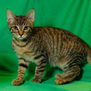 Pippy, kitten, available for adoption