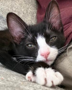 Lily (Lefty), kitten, available for adoption