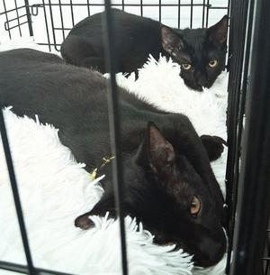 Moku, young, available for adoption