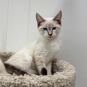 A fluffy white cat with blue eyes sitting in a cozy, textured cat bed.