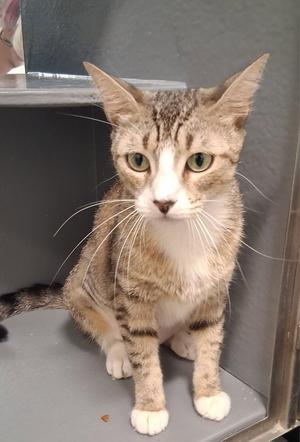 Nova, young, available for adoption
