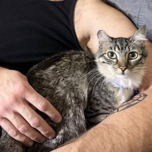 Chloe, young, available for adoption