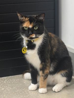 Faith, available for adoption