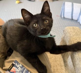 Parker, kitten, available for adoption