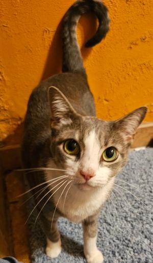 Rose Coe, adult, available for adoption
