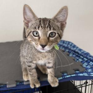 Banner, kitten, available for adoption