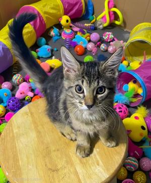 Jane, available for adoption