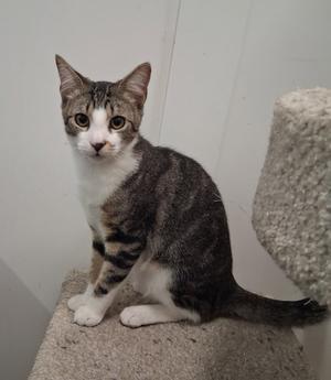 A gray and white tabby cat sitting on a carpeted surface, looking directly at the camera.