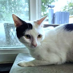 Dylan, young, available for adoption