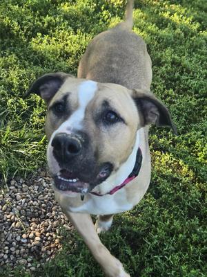 Macy, American Staffordshire Terrier, adult, available for adoption