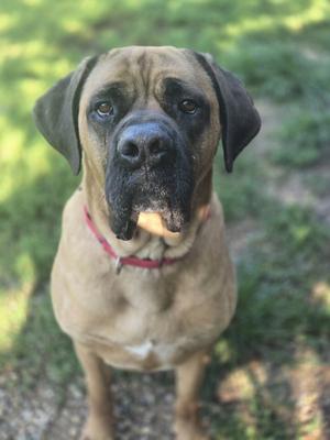Duke, Mastiff, adult, available for adoption