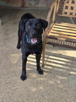 Bean, Labrador Retriever, young, available for adoption