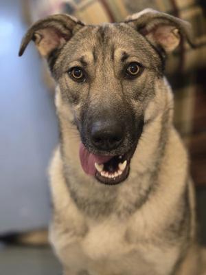 Moxie, Shepherd, young, available for adoption