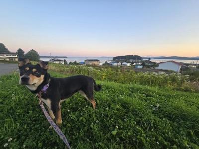 Hadanii, Rottweiler / Australian Kelpie, young, available for adoption