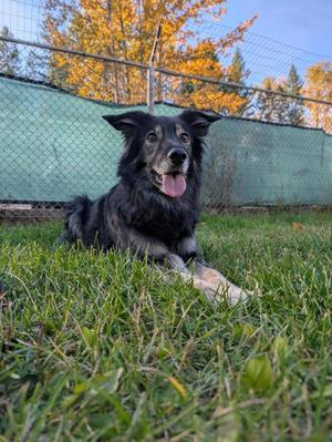 Skye, Labrador Retriever / German Shepherd Dog, senior, available for adoption