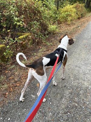 Chester, Coonhound, adult, available for adoption