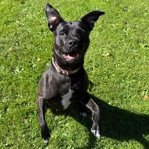 Addie, Terrier, American Pit Bull, adult, available for adoption