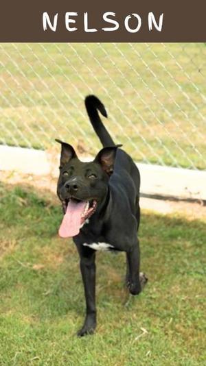 Nelson, Mixed Breed, young, available for adoption