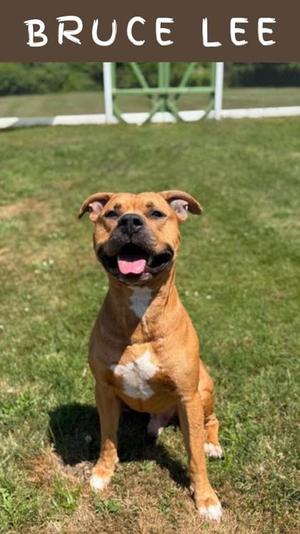 A brown dog with a white chest and paws is sitting on a grassy field, looking up with its mouth open and tongue out. The dog has a muscular build and floppy ears. In the background, there is a green fence and a white structure. The name "BRUCE LEE" is written at the top of the image.