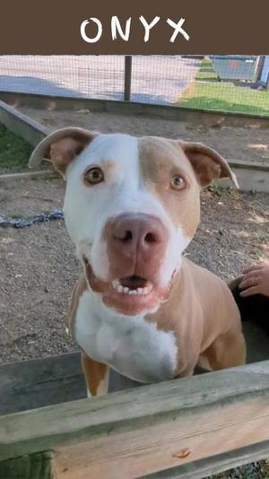 A brown and white dog with floppy ears and a happy expression, standing behind a wooden fence. The word "ONYX" is written in white letters at the top of the image.