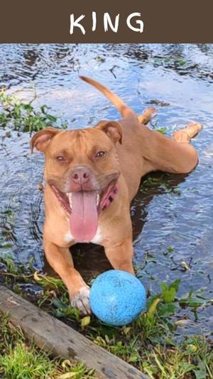 King, American Pit Bull Terrier Mix, adult, available for adoption