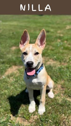 A light brown and white dog with pointed ears and a blue collar is sitting on a grassy field. The dog is looking directly at the camera with its tongue out. The name "NILLA" is written in white text at the top of the image.