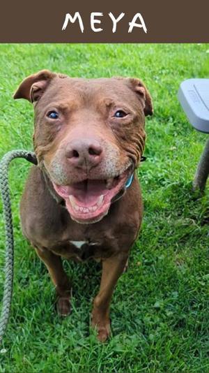 Meya, Mixed Breed, senior, available for adoption