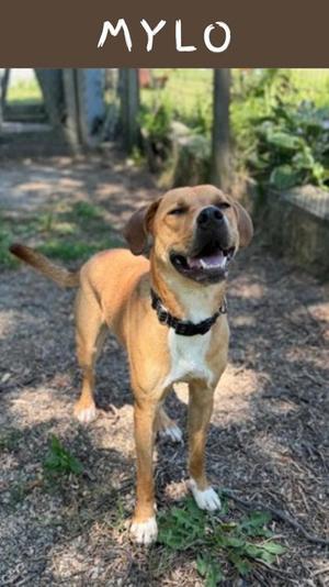 Mylo, Mixed Breed, adult, available for adoption