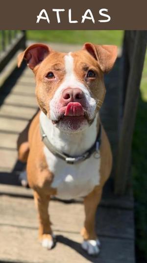 Atlas (54103636), Mixed Breed, adult, available for adoption