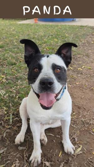 a black and white dog sitting on the ground with its tongue out