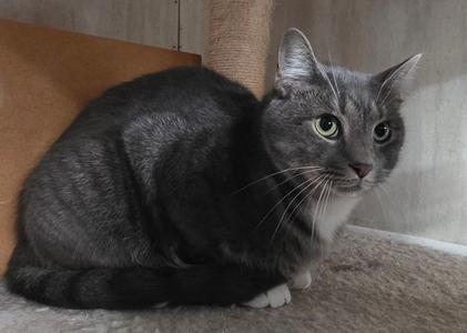 Jordan, adult, available for adoption