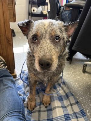 bowser, Australian Cattle Dog Mix, senior, available for adoption