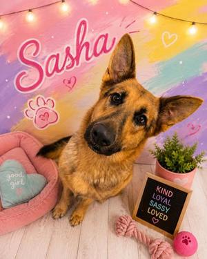 Sasha, German Shepherd Dog Mix, adult, available for adoption
