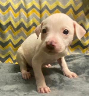 Ava, American Pit Bull Terrier Mix, puppy, available for adoption
