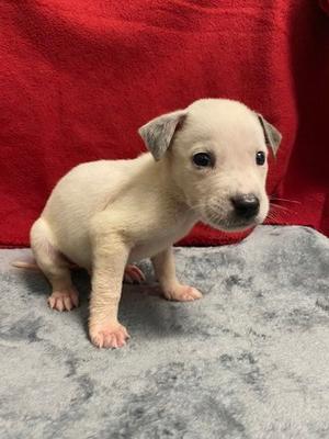 Murphy, American Pit Bull Terrier Mix, puppy, available for adoption