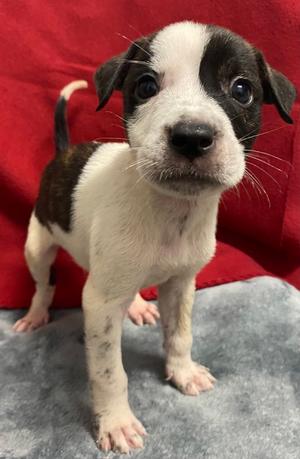 Axel, American Pit Bull Terrier Mix, puppy, available for adoption