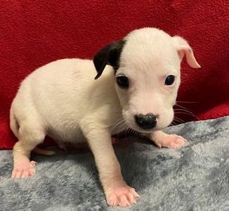Ryker, American Pit Bull Terrier Mix, puppy, available for adoption